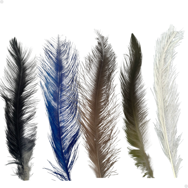 Plumas Rhea Tipo Spay