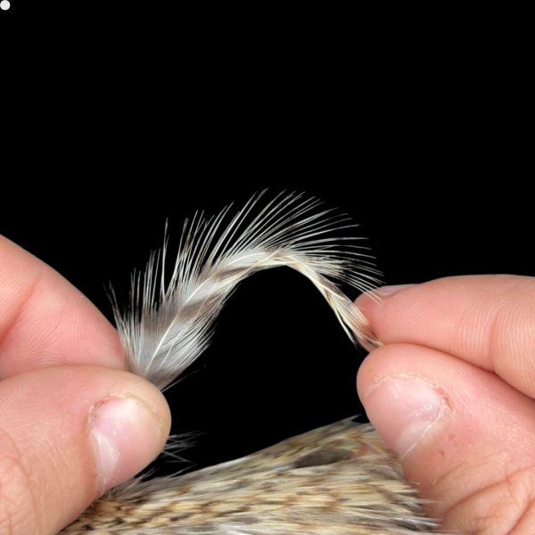 Patches Neck Grizzy 30 plumas aproximadamente - 2 a 5 cm. largo - Imagen 7