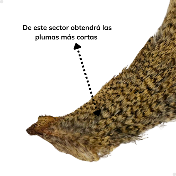 Patches Neck Grizzy 30 plumas aproximadamente - 2 a 5 cm. largo - Imagen 6