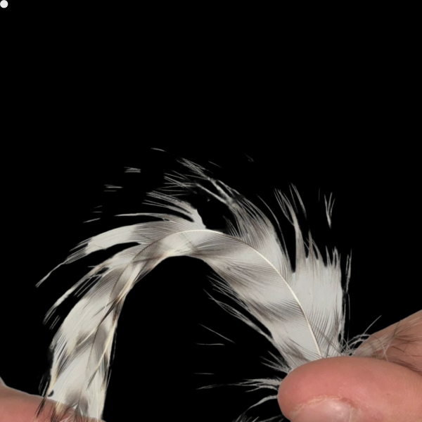 Patches Neck Grizzly 30 plumas aproximadamente - 8 a 10 cm. largo - Imagen 7