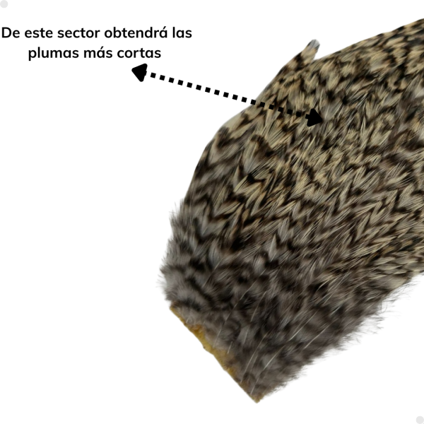 Patches Neck Grizzly 30 plumas aproximadamente - 8 a 10 cm. largo - Imagen 6